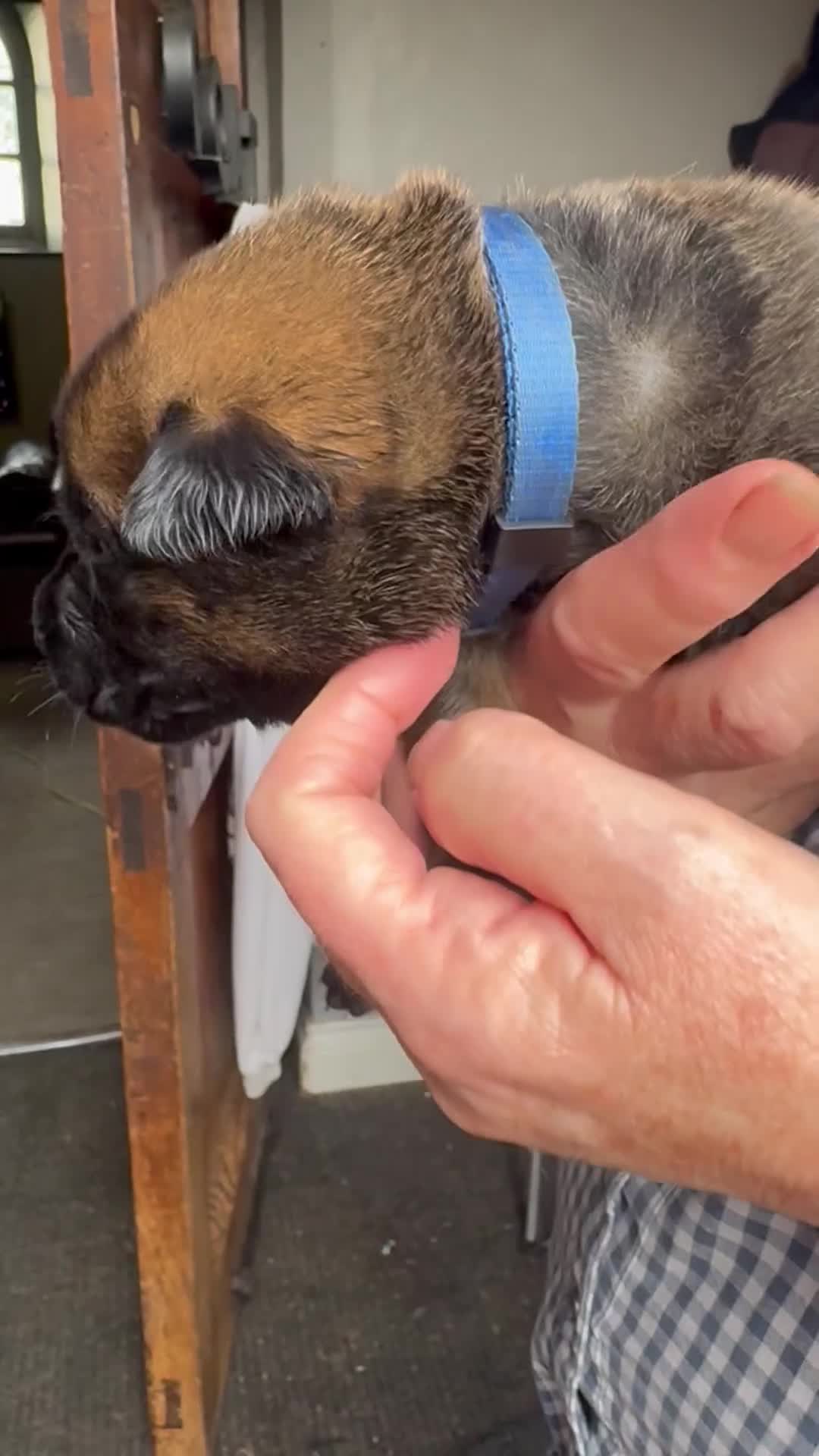 Belgian Shepherd Dog dogs for sale: Belgian Malinois puppies KC registered in Hartlepool - Video 5