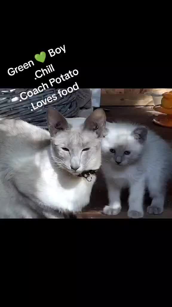 Siamese cats for sale: Absolutely Exceptional  - Video 5