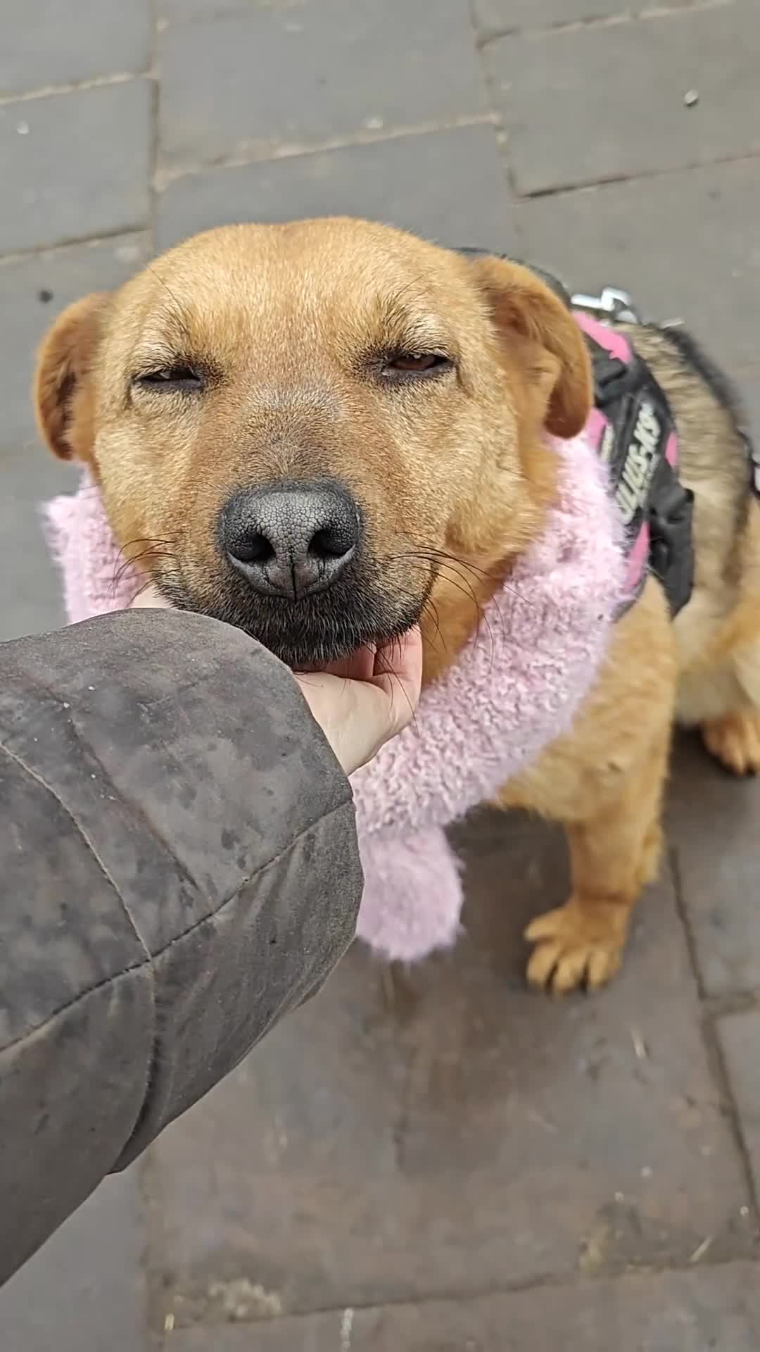 Mixed Breed dogs for adoption: ❤️VARYA-SHE’S READY FOR LIFE… STILL UNSEEN❤️  in Oxford - Video 1