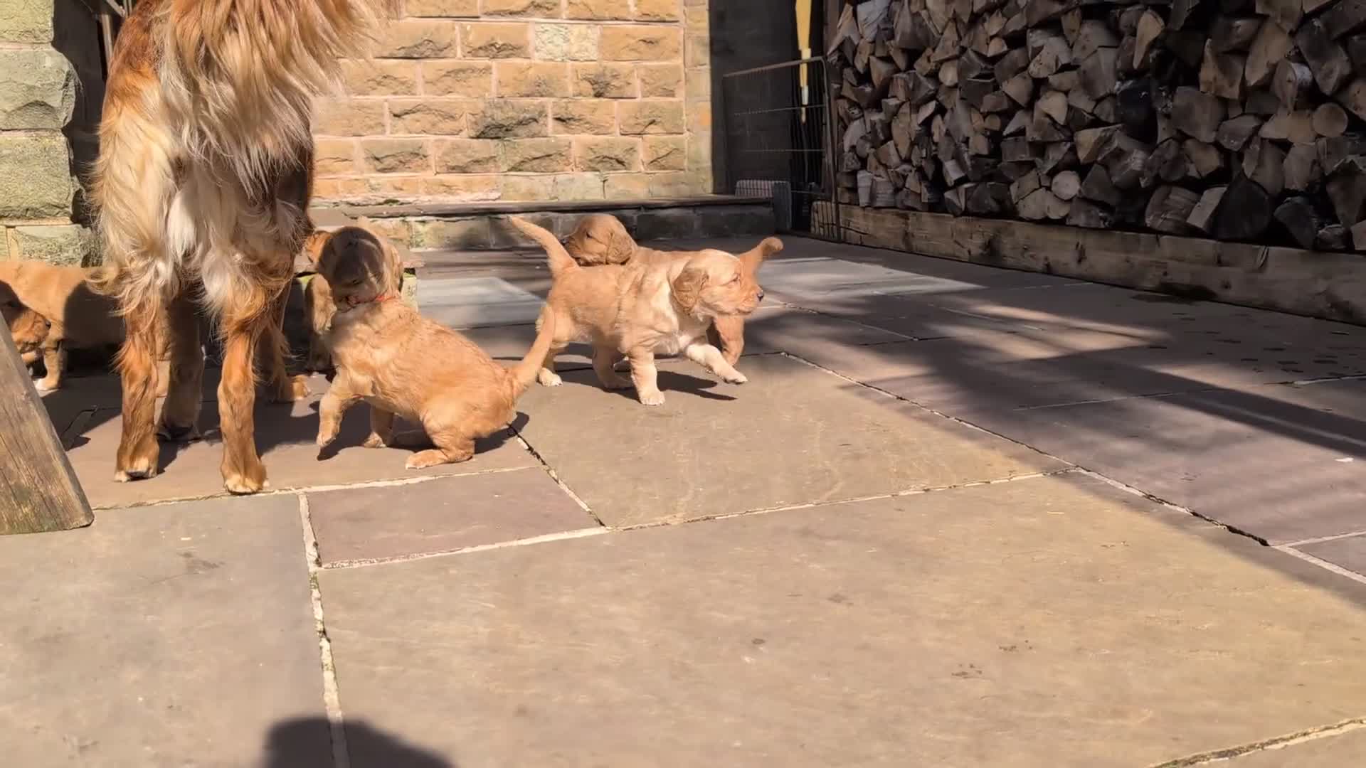 Golden Retriever dogs for sale: KC Registered Working Golden Retriever Puppies - Video 3