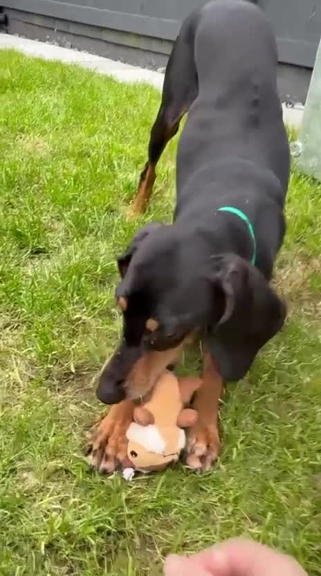 Mixed Breed dogs for adoption: Stella the sweet hound ready for adoption in Welshpool - Video 3