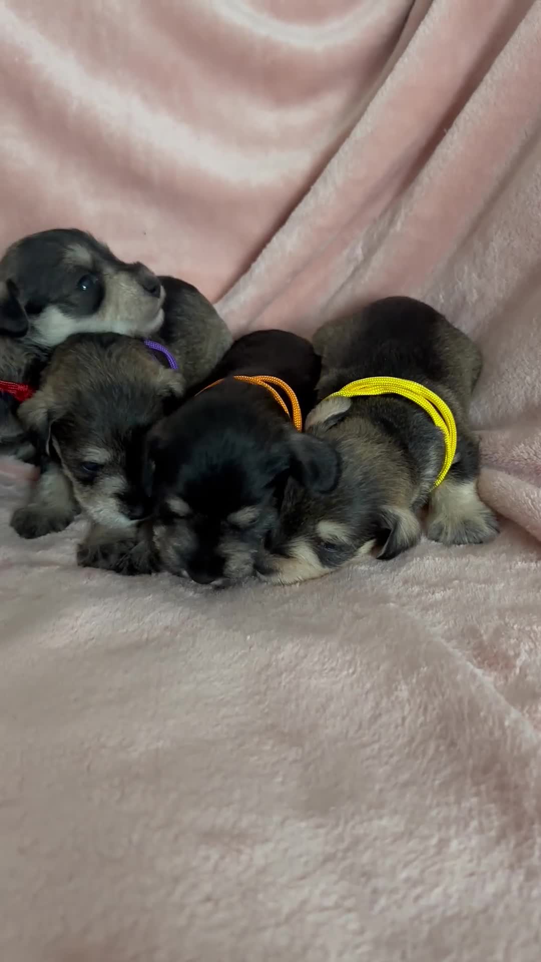 Miniature Schnauzer dogs for sale: OUTSTANDING CHAMPION LINES PUPPIES  - Video 1