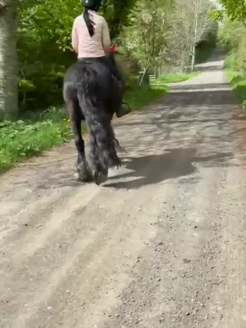 Irish Cob horses for sale: Gorgeous kids pony - Video 2