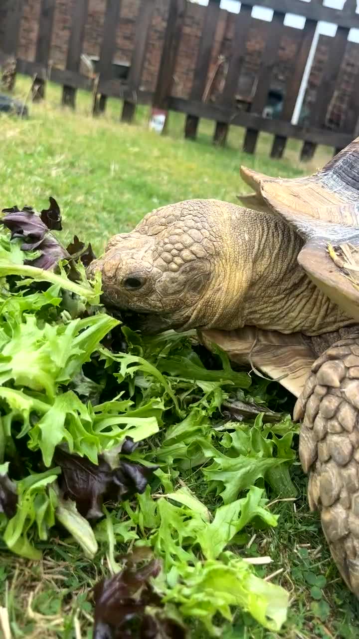 Tortoise reptiles for sale: Very Large Sulcata for sale  in Ipswich - Video 3