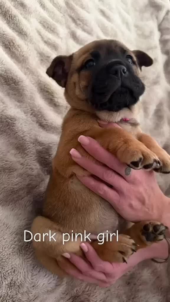 Mixed Breed dogs for sale: Bulldog cross Chow Chow in Romford - Video 3