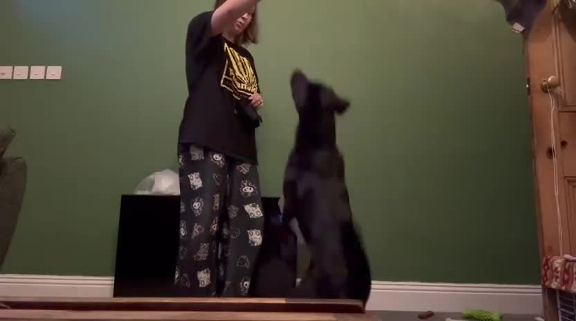 Mixed Breed dogs for adoption: Meet DIESEL, a smart Boy for the Right Loving Home - Video 2