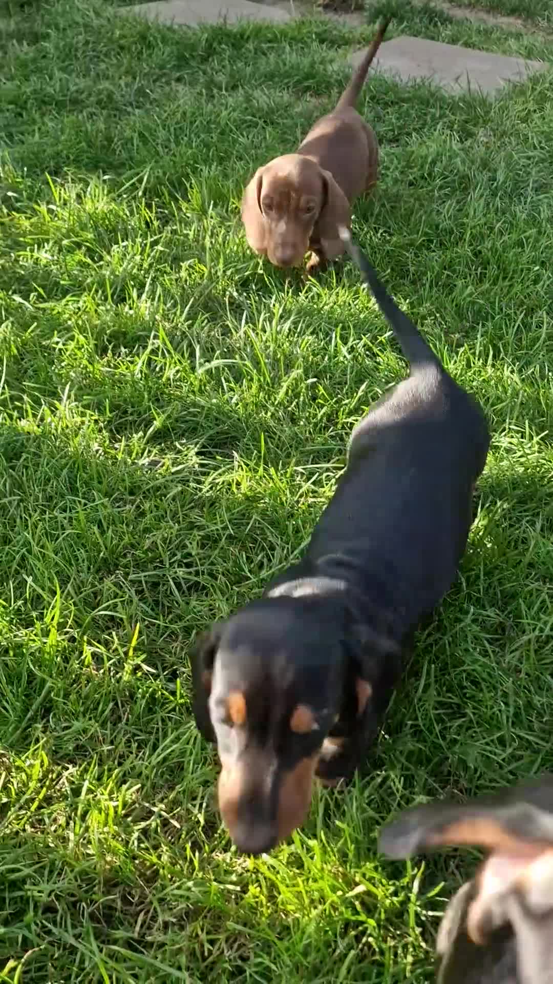Dachshund dogs for sale: Standard Dachshund Show-quality Puppies - Video 2