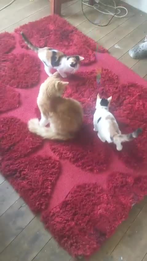 Maine Coon cats for sale: Exceptional Maine Coon x BSH Kittens Available Now - Video 1