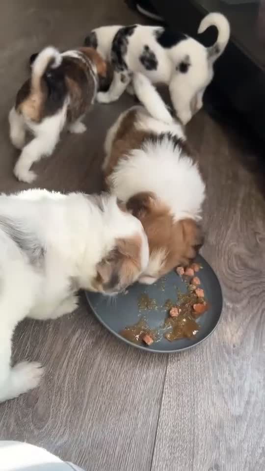 Jackapoo dogs for sale: Jackapoo pups in Kingswinford - Video 1