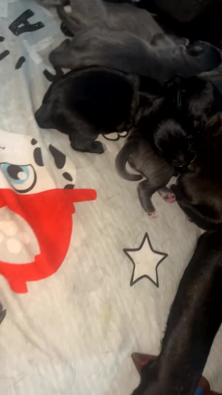 Staffordshire Bull Terrier dogs for sale: KC Reg Staffy Puppies Ready 3rd Dec - Video 3