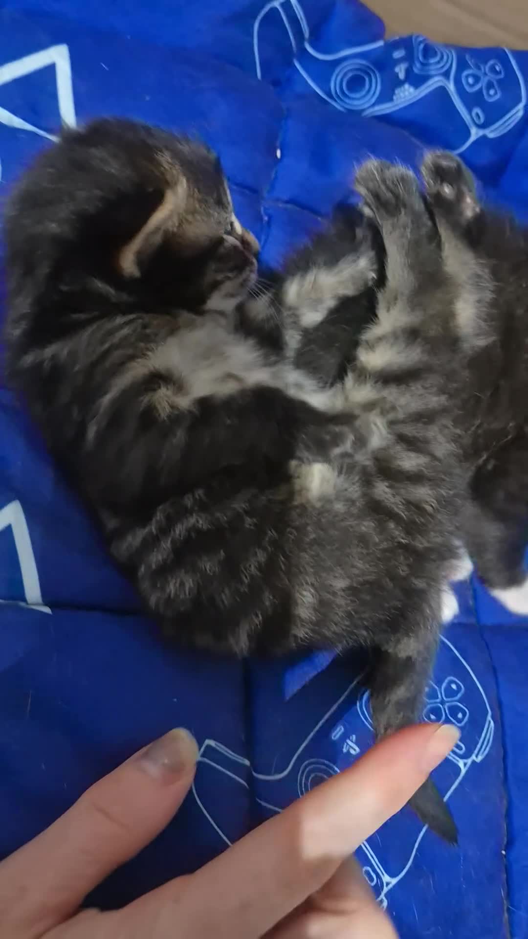 Mixed Breed cats for sale: mixed breed kittens - Video 1