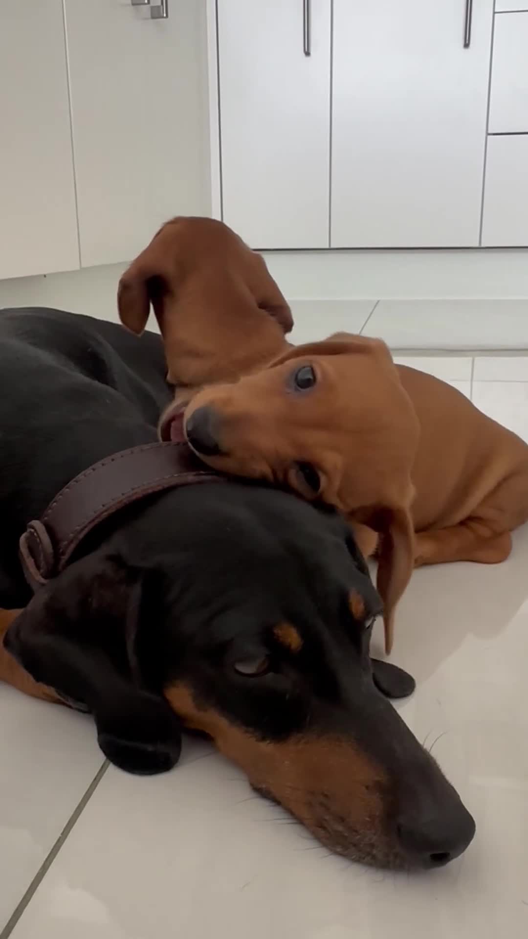 Miniature Dachshund dogs for sale: REDUCED! KC bloodline| 3 red girls now Ready   - Video 1