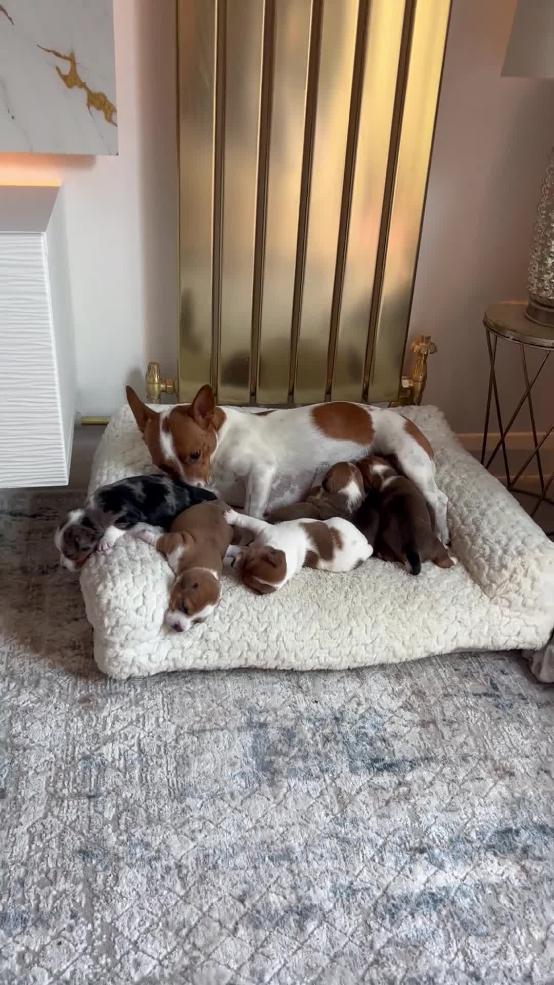 Jack Russell dogs for sale: *** 5 stunning puppies available *** - Video 2