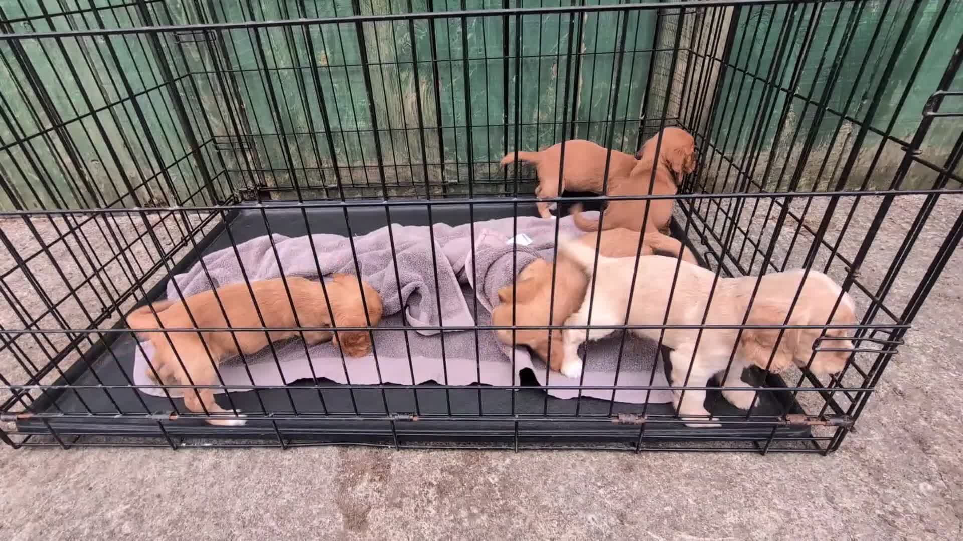 Cocker Spaniel dogs for sale: Stunning Litter of 5 Cocker Spaniel Puppies  in Barnard Castle - Video 1