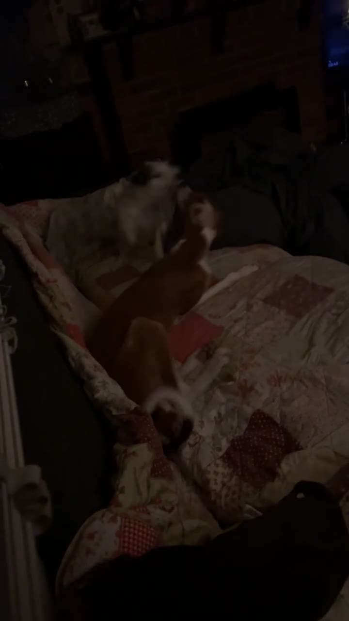 Saluki dogs for sale: Maisie in Havant - Video 3