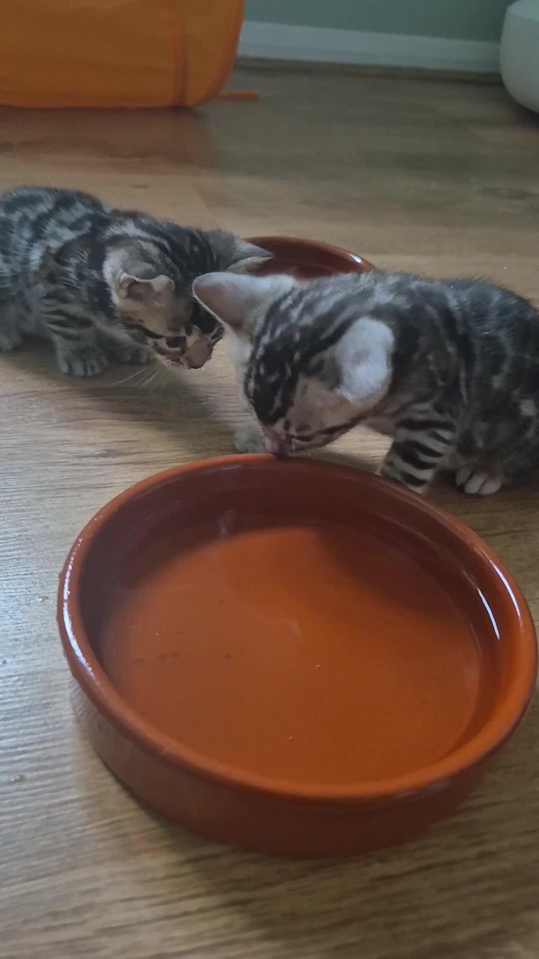 Bengal cats for sale: Champion Bloodline TICA Bengal Kittens in Peterborough - Video 4