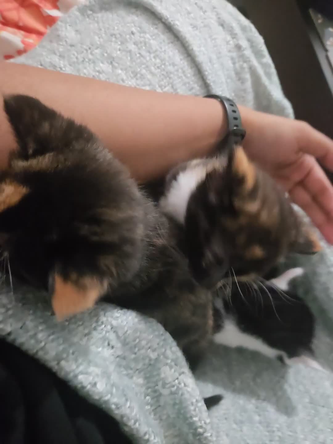 British Shorthair cats for sale: 3 adorable kittens available - Video 1