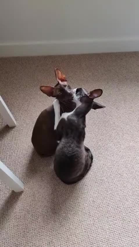 Cornish Rex cats for sale: Selling our beautiful Cornish Rex brothers - Video 1