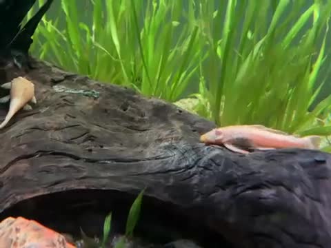 Plecos fish for sale: Albino Brislenose Plecos - Video 1