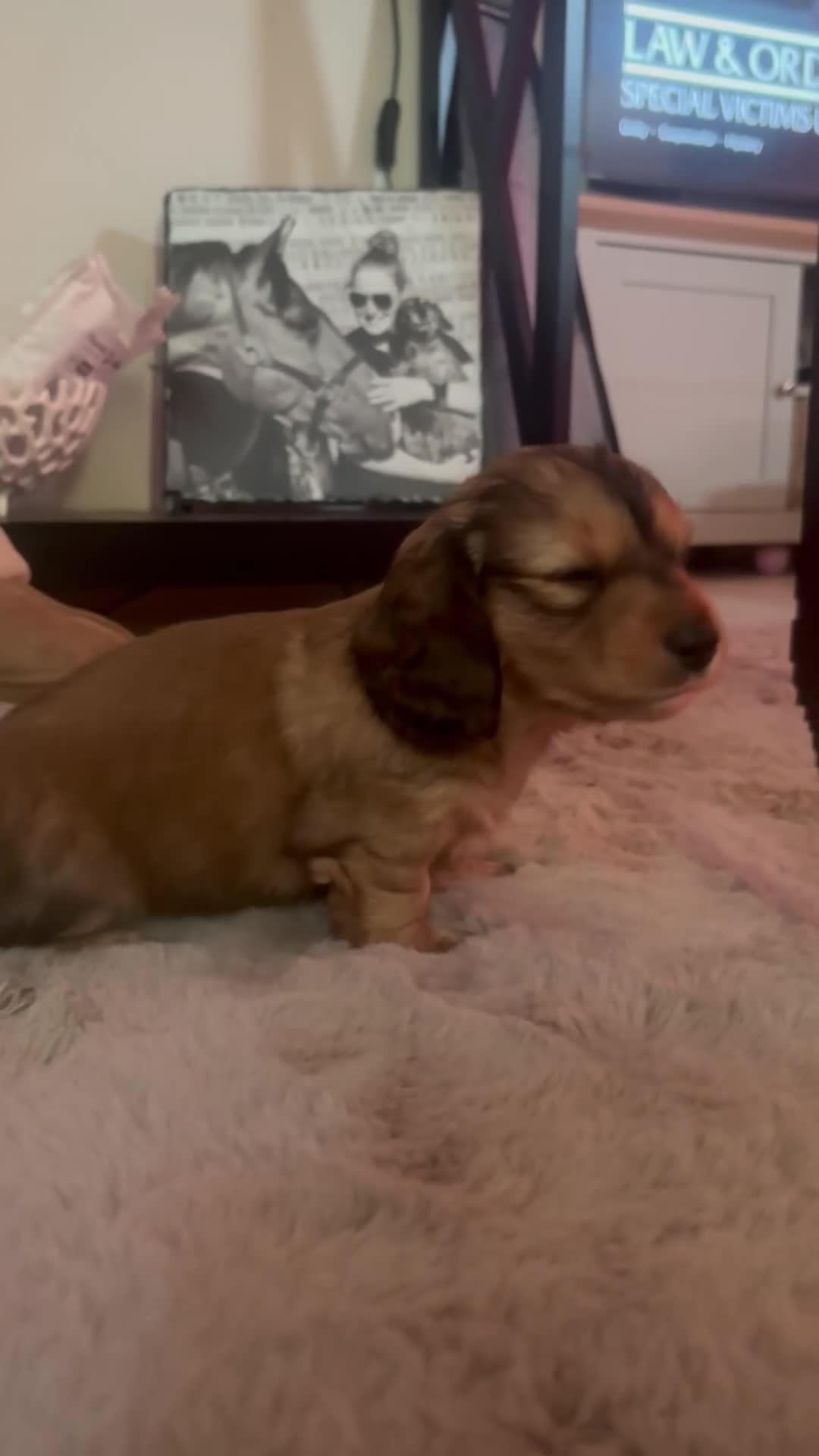 Miniature Dachshund dogs for sale: 4 Beautiful Miniature Dachshunds ❤️ in Haywards Heath - Video 5