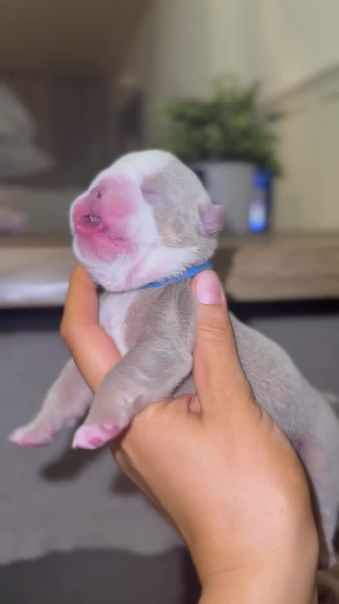 English Bulldog dogs for sale: 3 beautiful KC Registered English Bulldog puppies in Chesterfield - Video 3