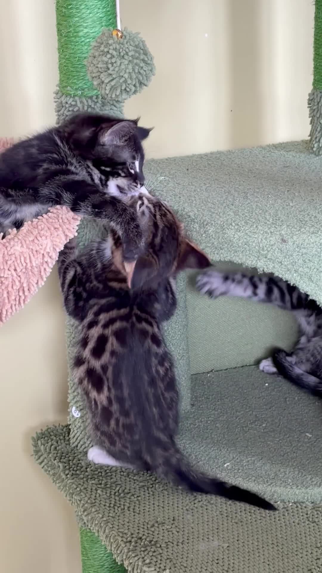 Maine Coon cats for sale: Champion XL Russian Maine coon X GCCF bengal - Video 1