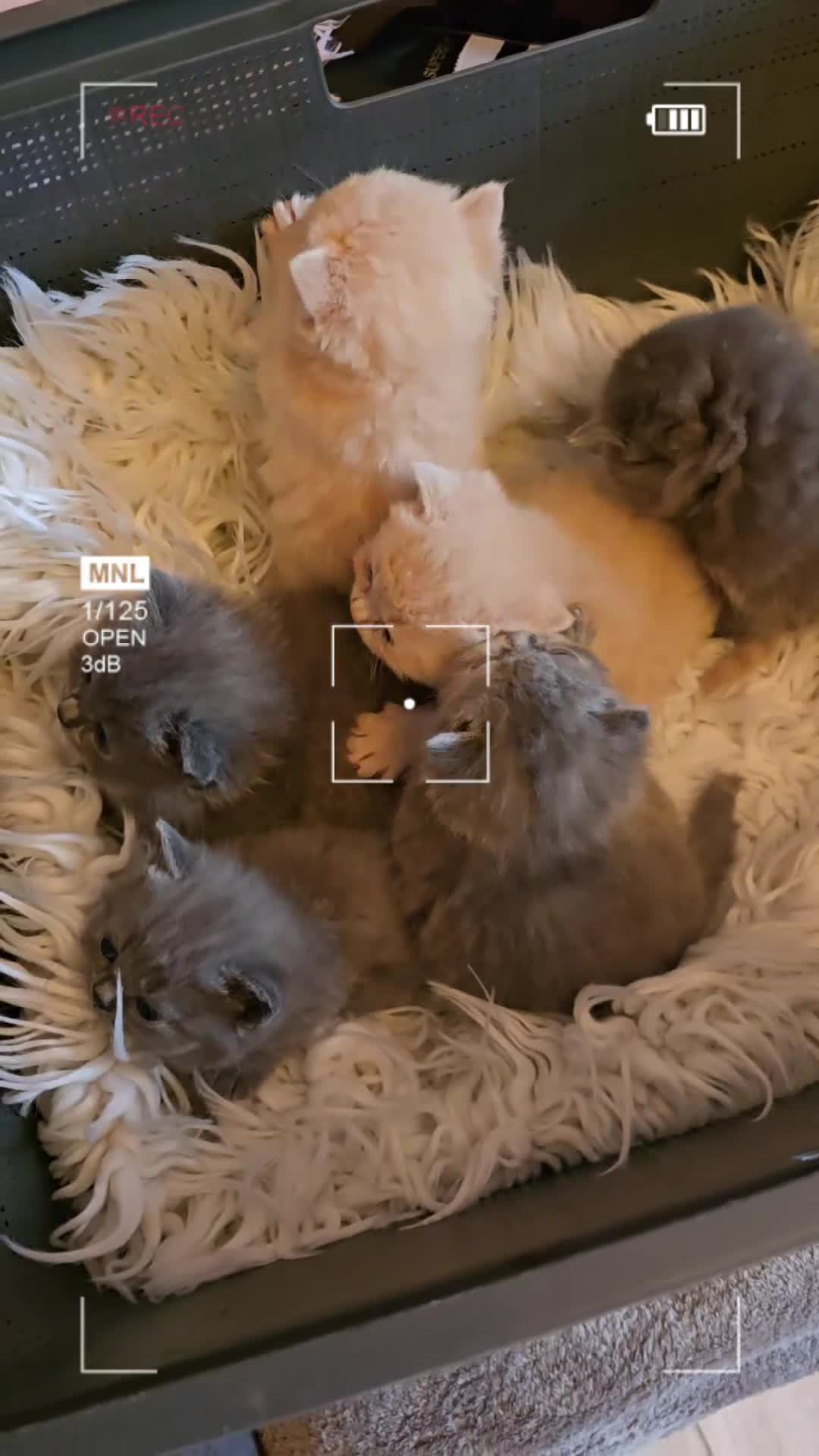 British Shorthair cats for sale: A charming kitten will be available in December. - Video 5