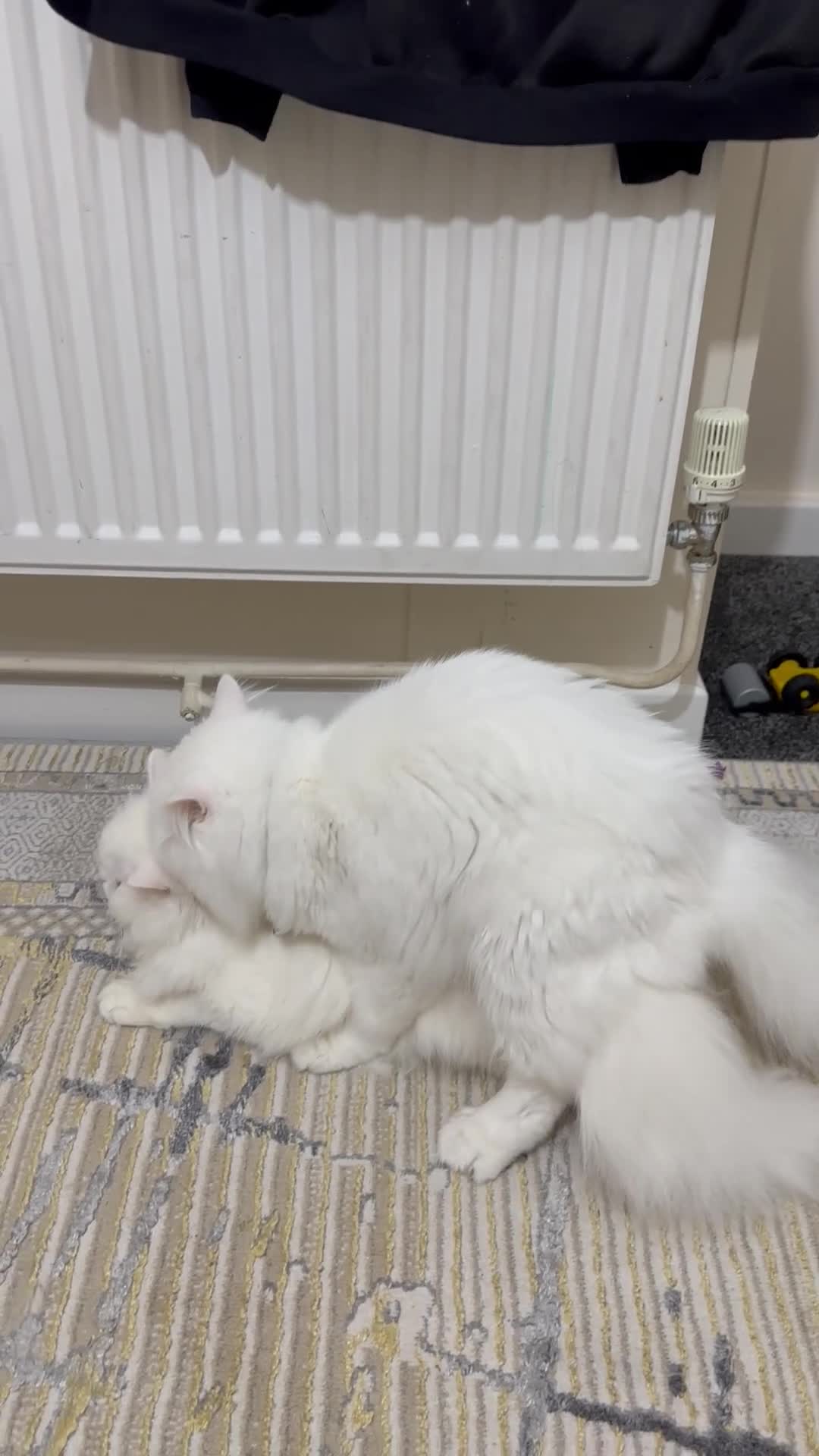 Persian cats for stud: Persian cat - Video 1