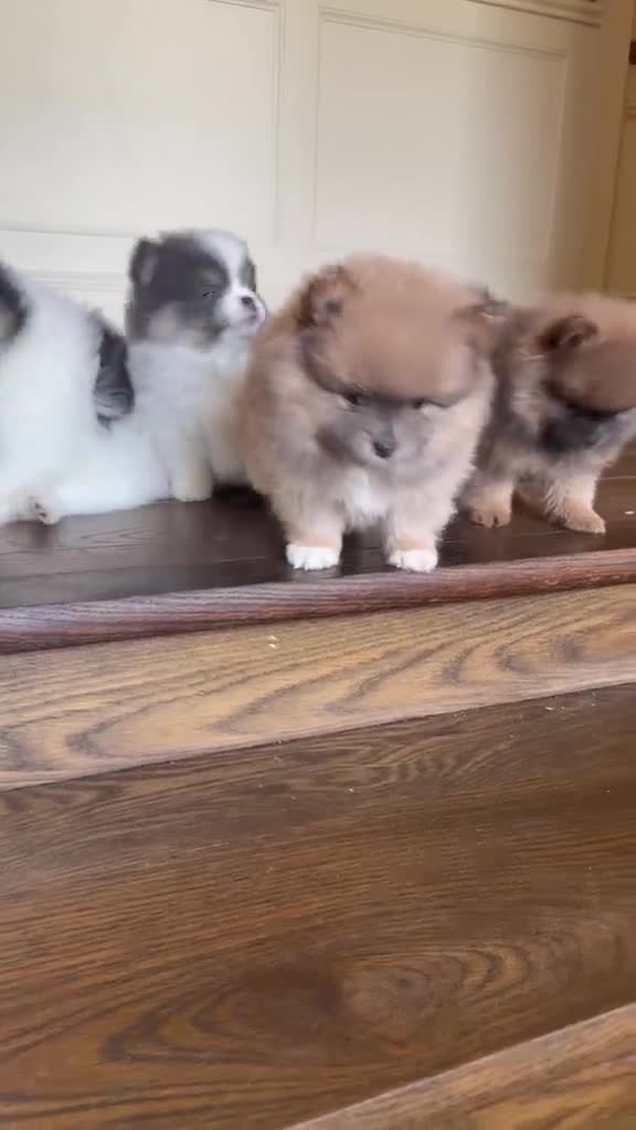 Pomeranian dogs for sale: Stunning KC Registered Small Pomeranian Puppies - Video 3