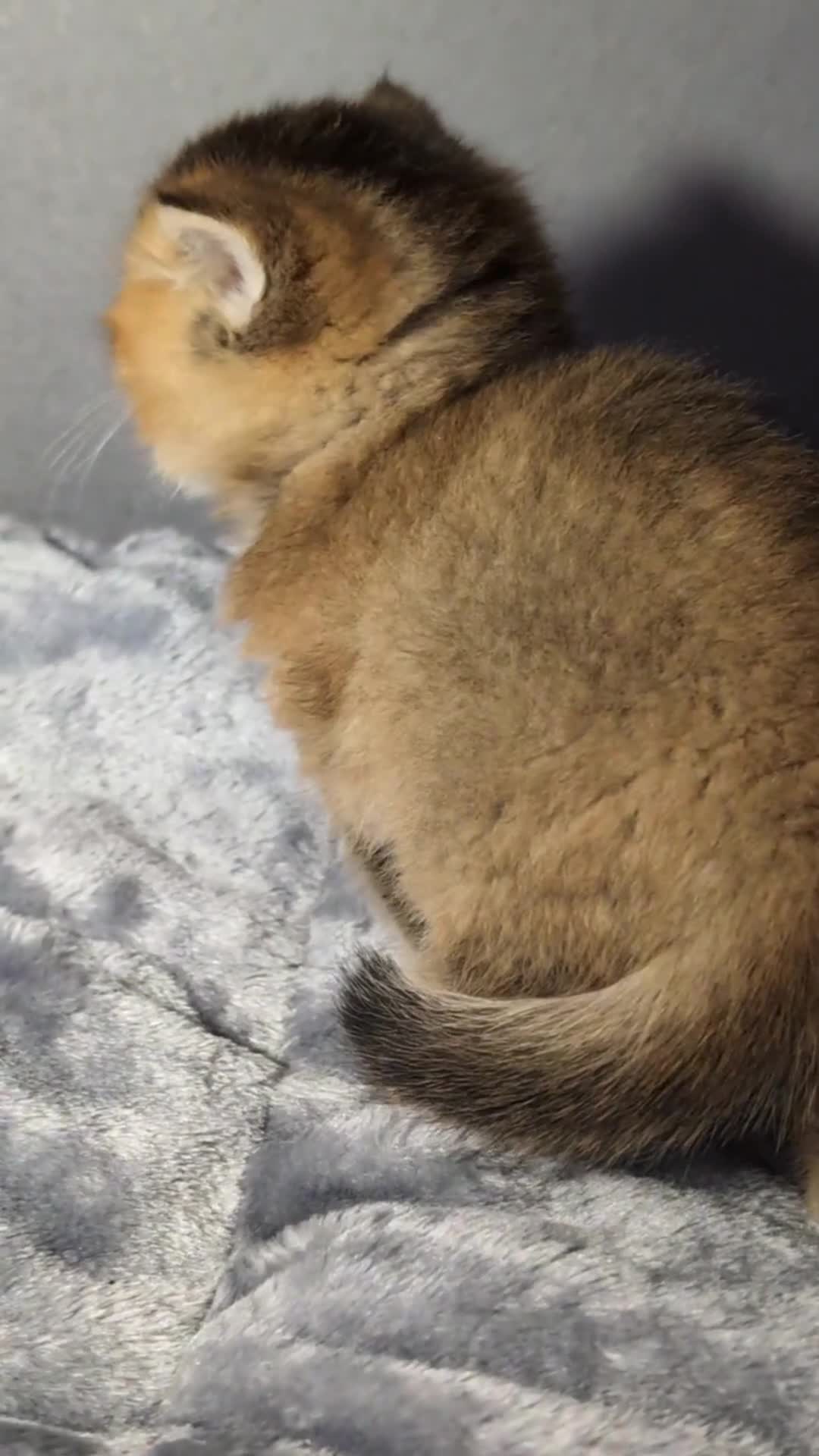 British Shorthair cats for sale: 🏆LAST BOY 🐾 GOLDEN NY 12 ❣️ TICA and GCCF reg  - Video 1