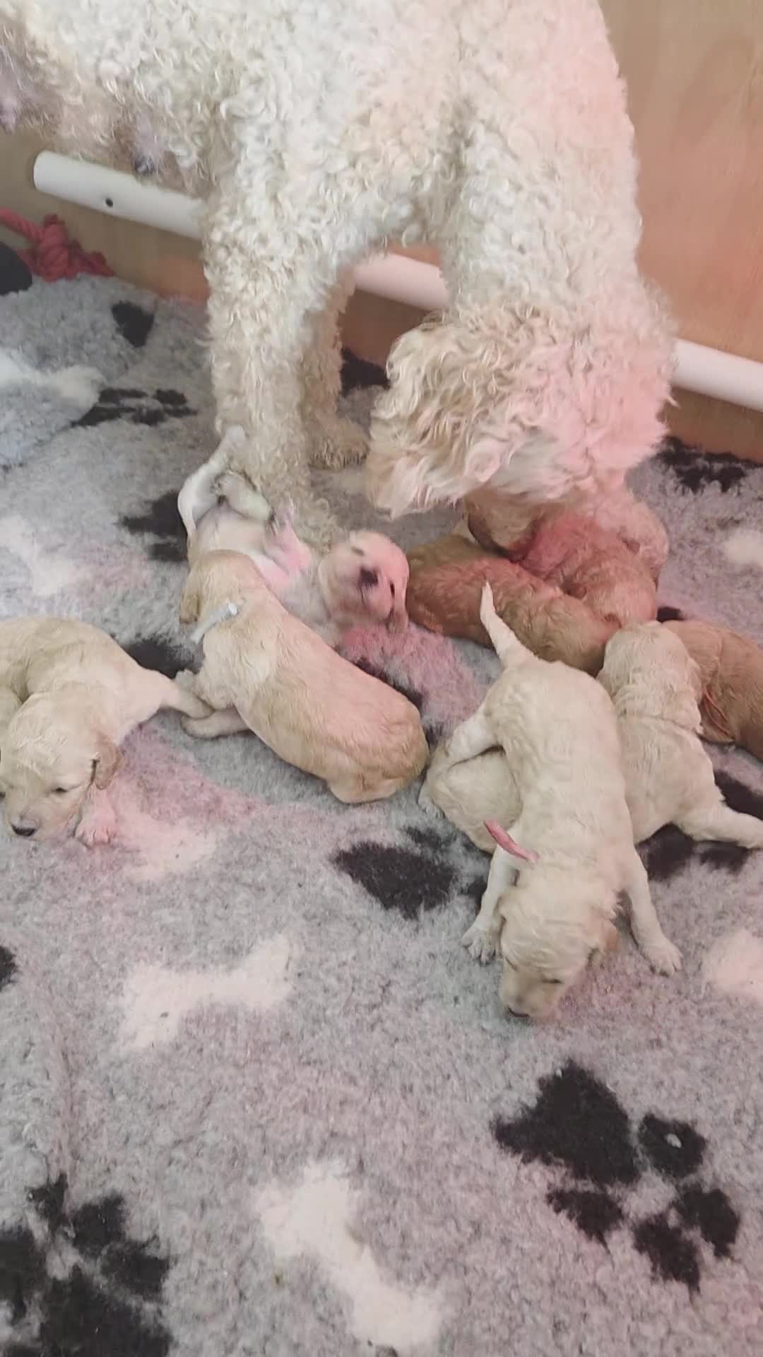 Labradoodle dogs for sale: Multigeneration Labradoodle Backcross - Video 1