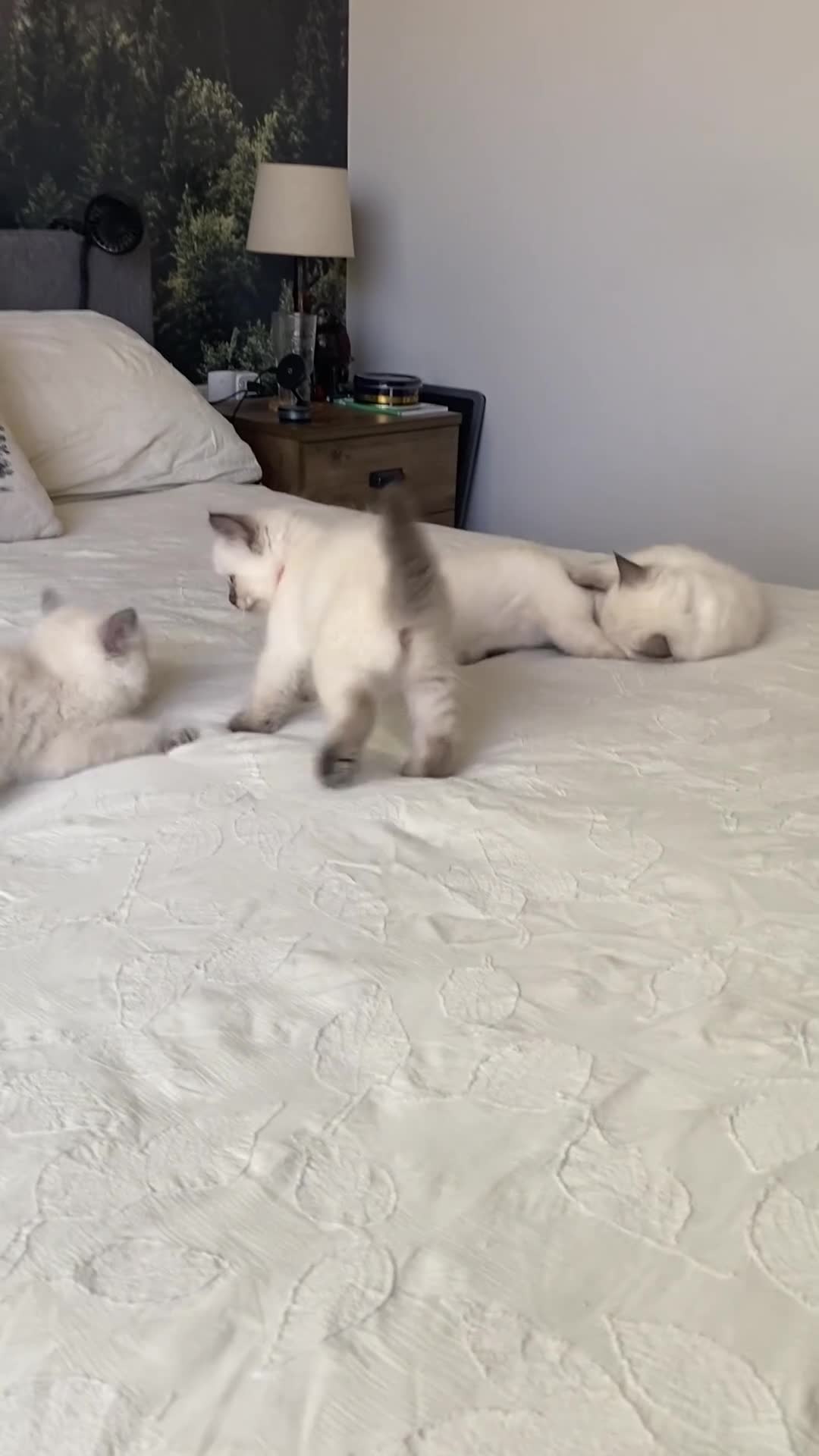 Ragdoll cats for sale: Ragdoll kittens - Video 1