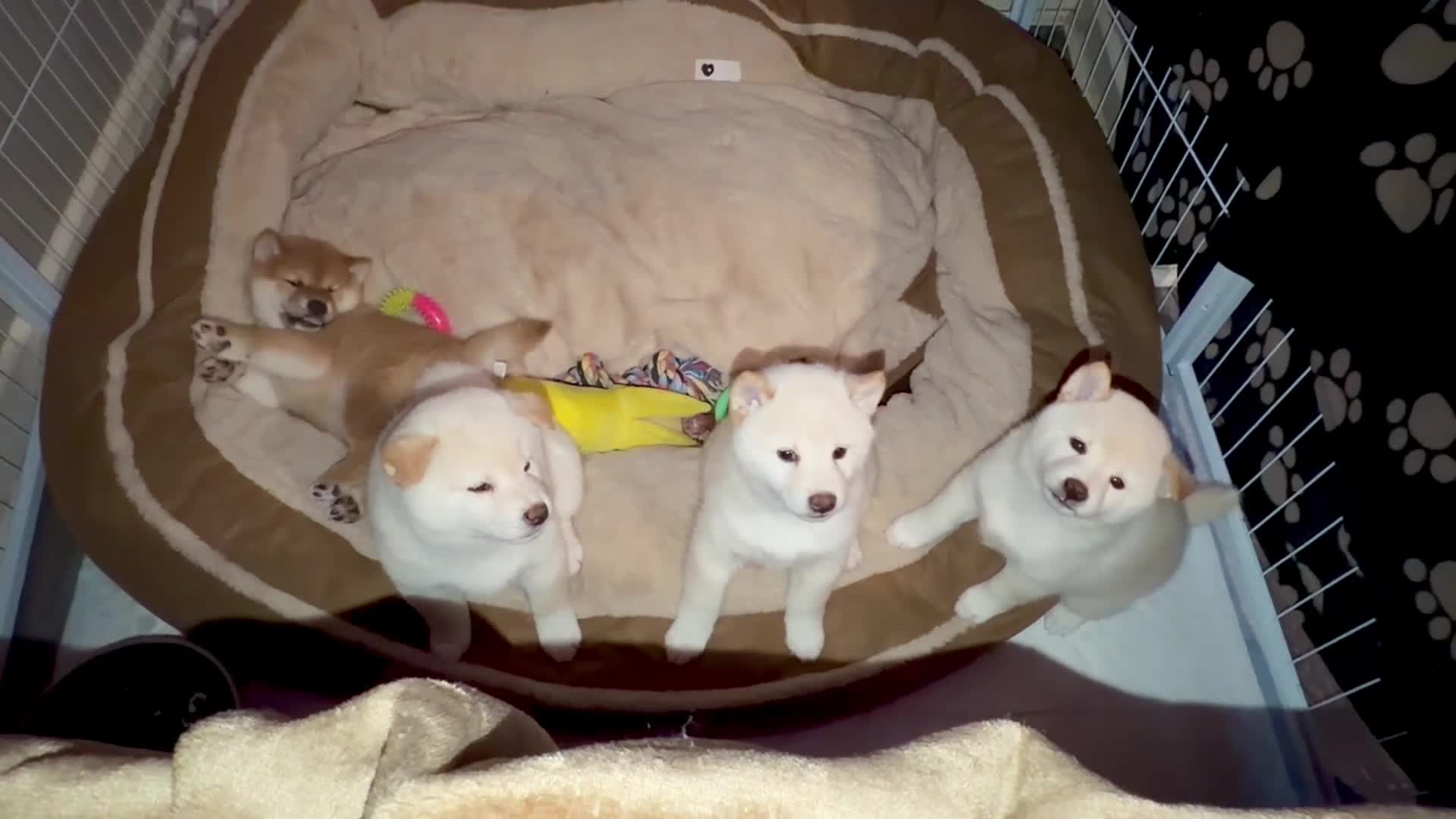 Japanese Shiba Inu dogs for sale: Japanese Shiba Inu - Video 2