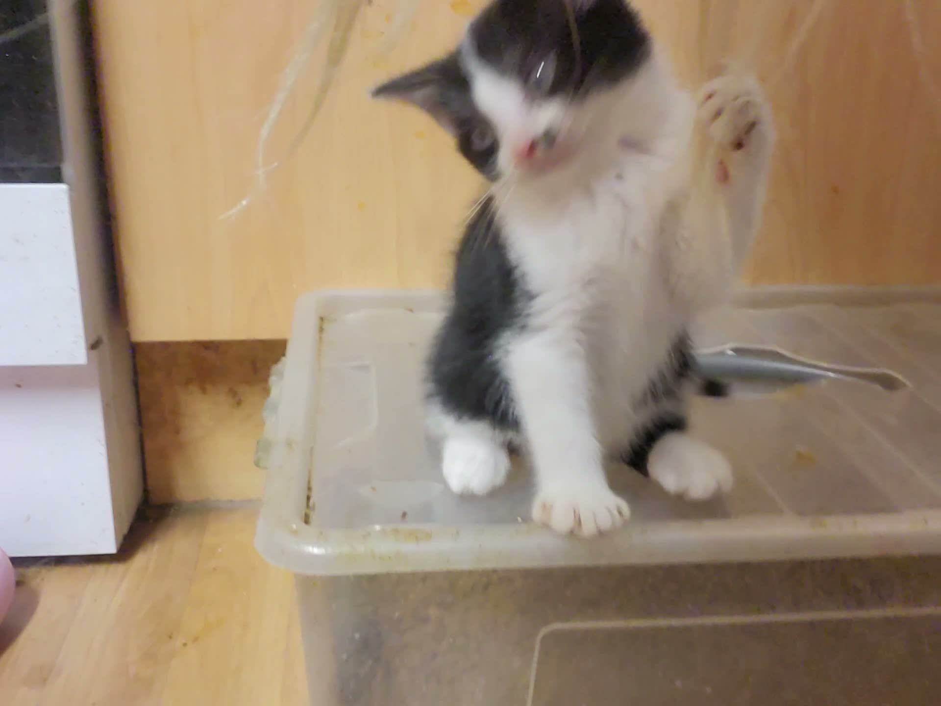 Mixed Breed cats for sale: Kitten male 8 wks - Video 1