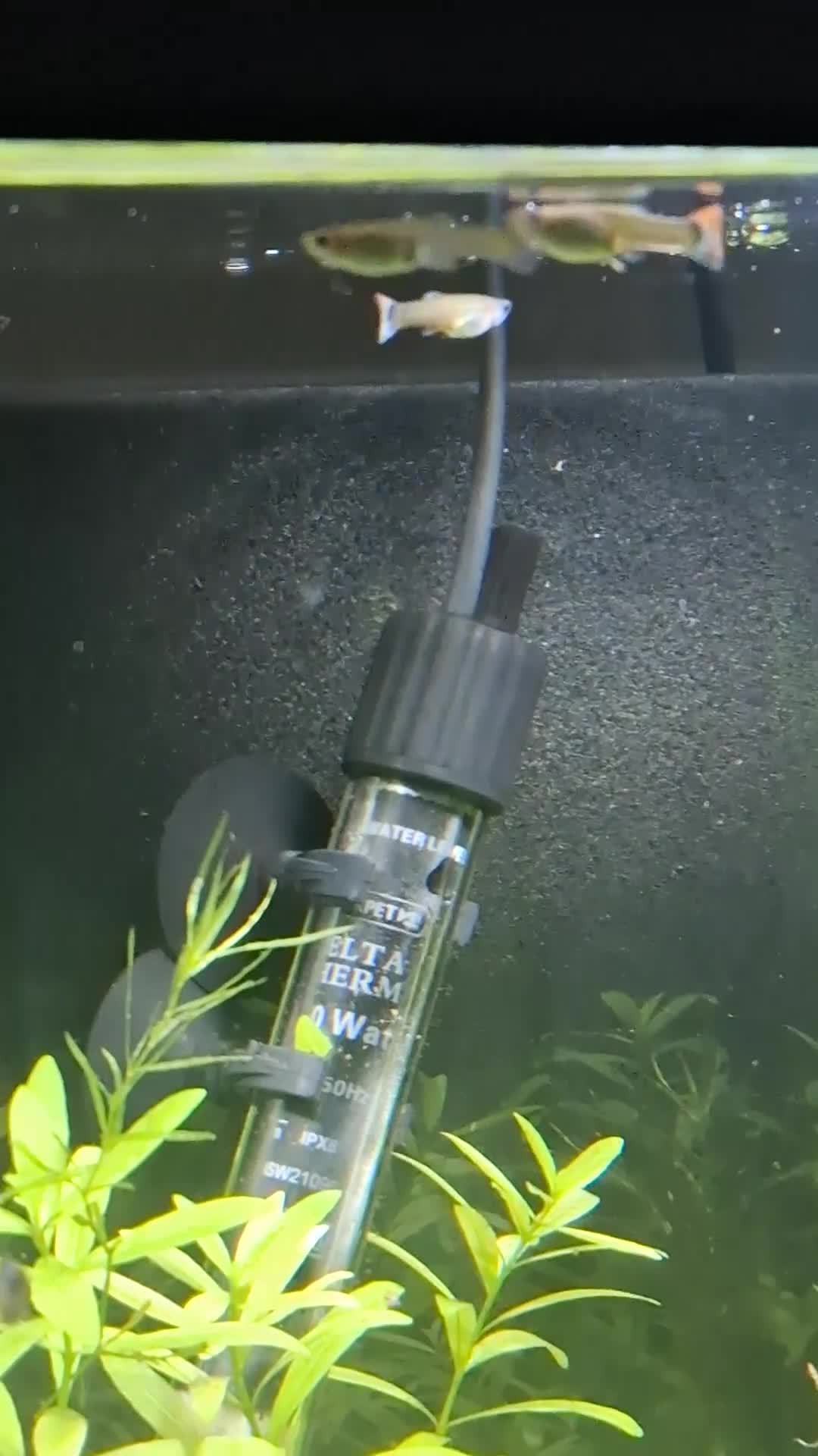 Live Bearers fish for sale: Beautiful Home-Bred Colorful Guppy Fish in Wednesbury - Video 2
