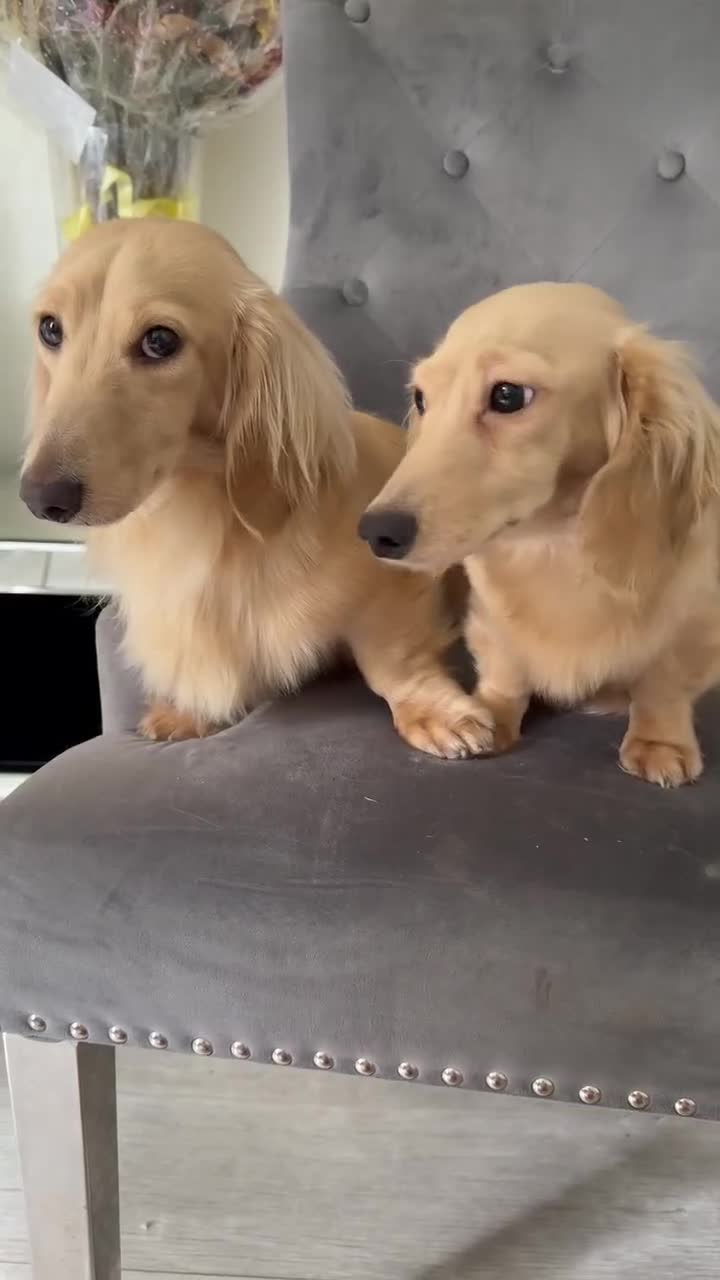 Miniature Dachshund dogs for sale:  long haired cream miniature dachshund puppies  - Video 1