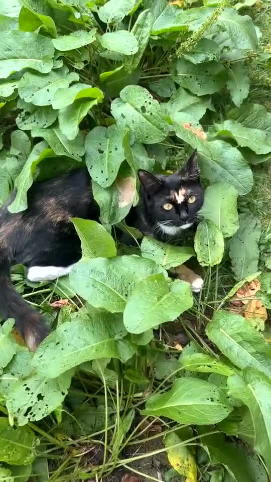 Domestic Shorthair cats for sale: Female Cat - Video 1