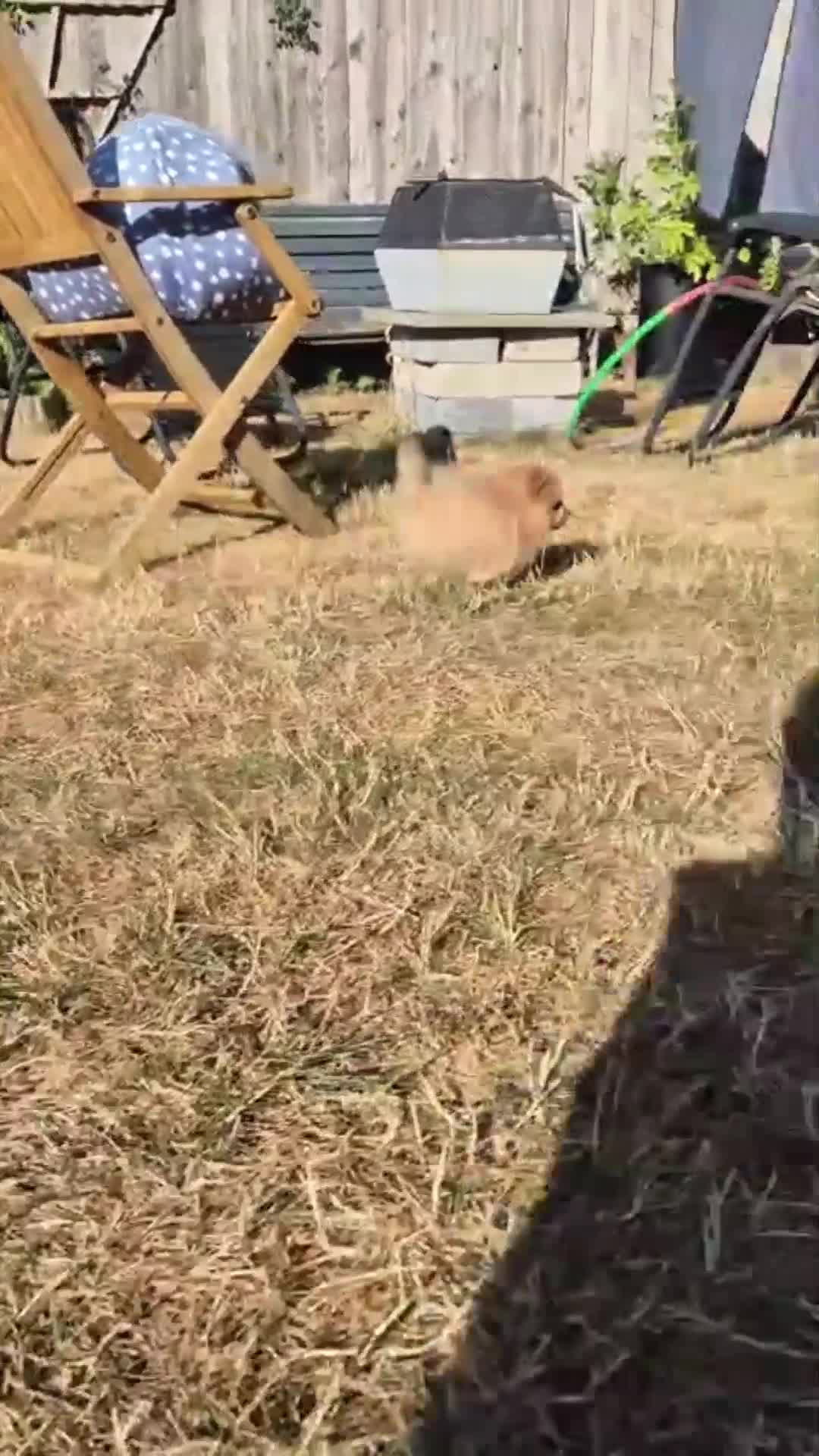 Pomeranian dogs for sale: Two Lovely Sable Purebred Pomeranian Puppies - Video 4