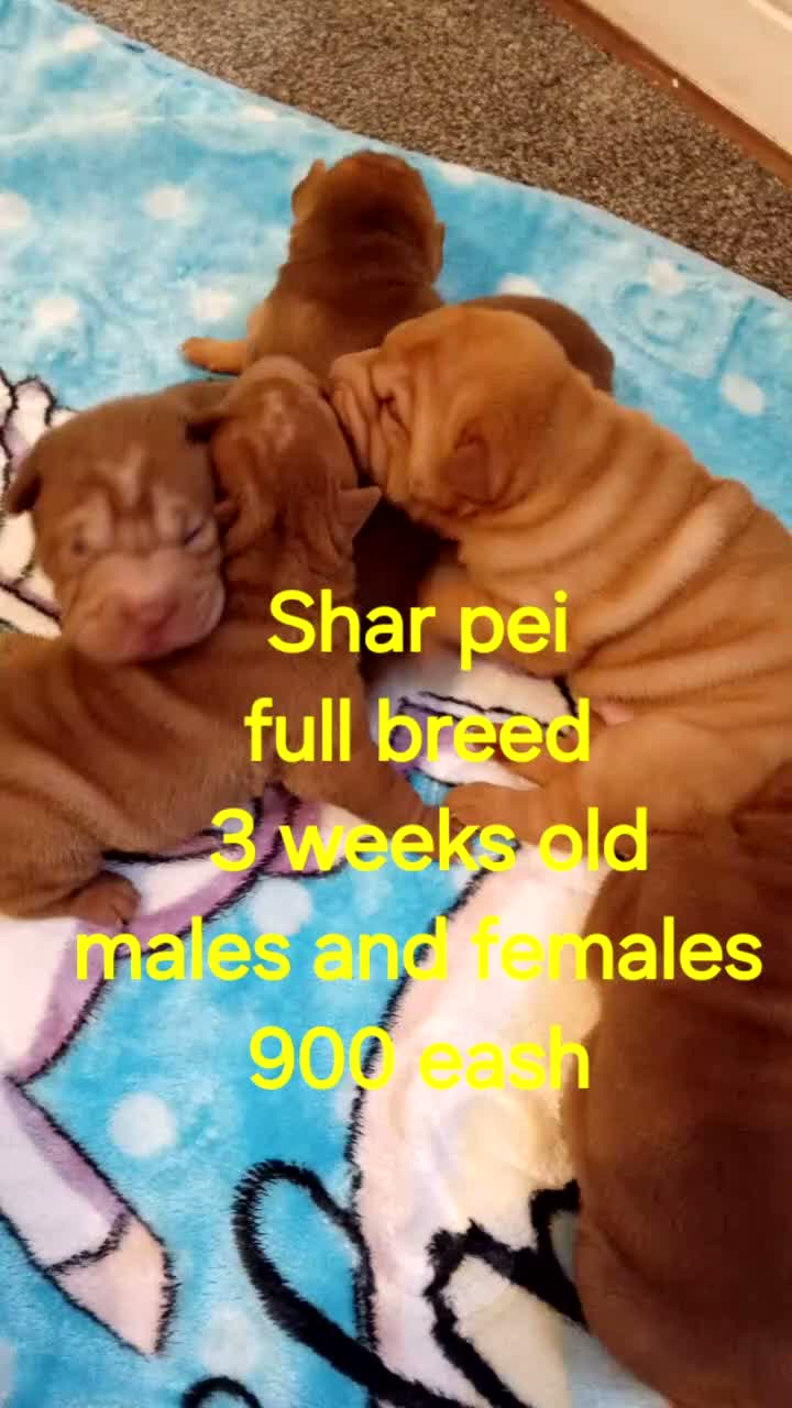 Shar Pei dogs for sale: Full breed shar pei  in Manchester - Video 1