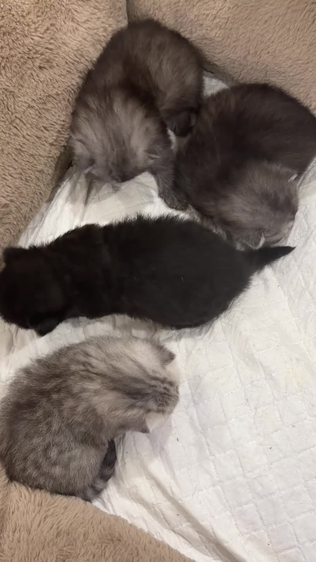 Persian cats for sale: PERSIAN KITTENS FOR SALE - Video 1