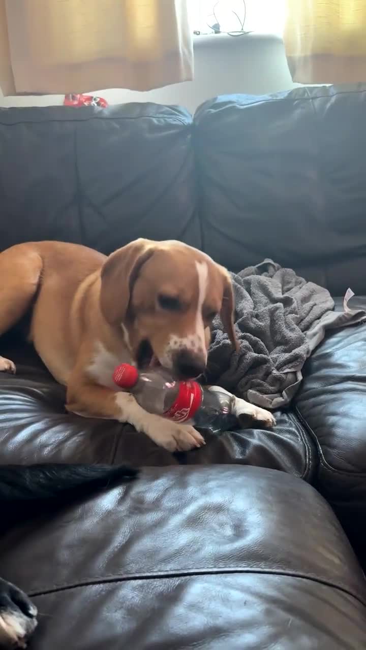 Mixed Breed dogs for sale: 1 year old beautiful mixed breed dog - Video 1