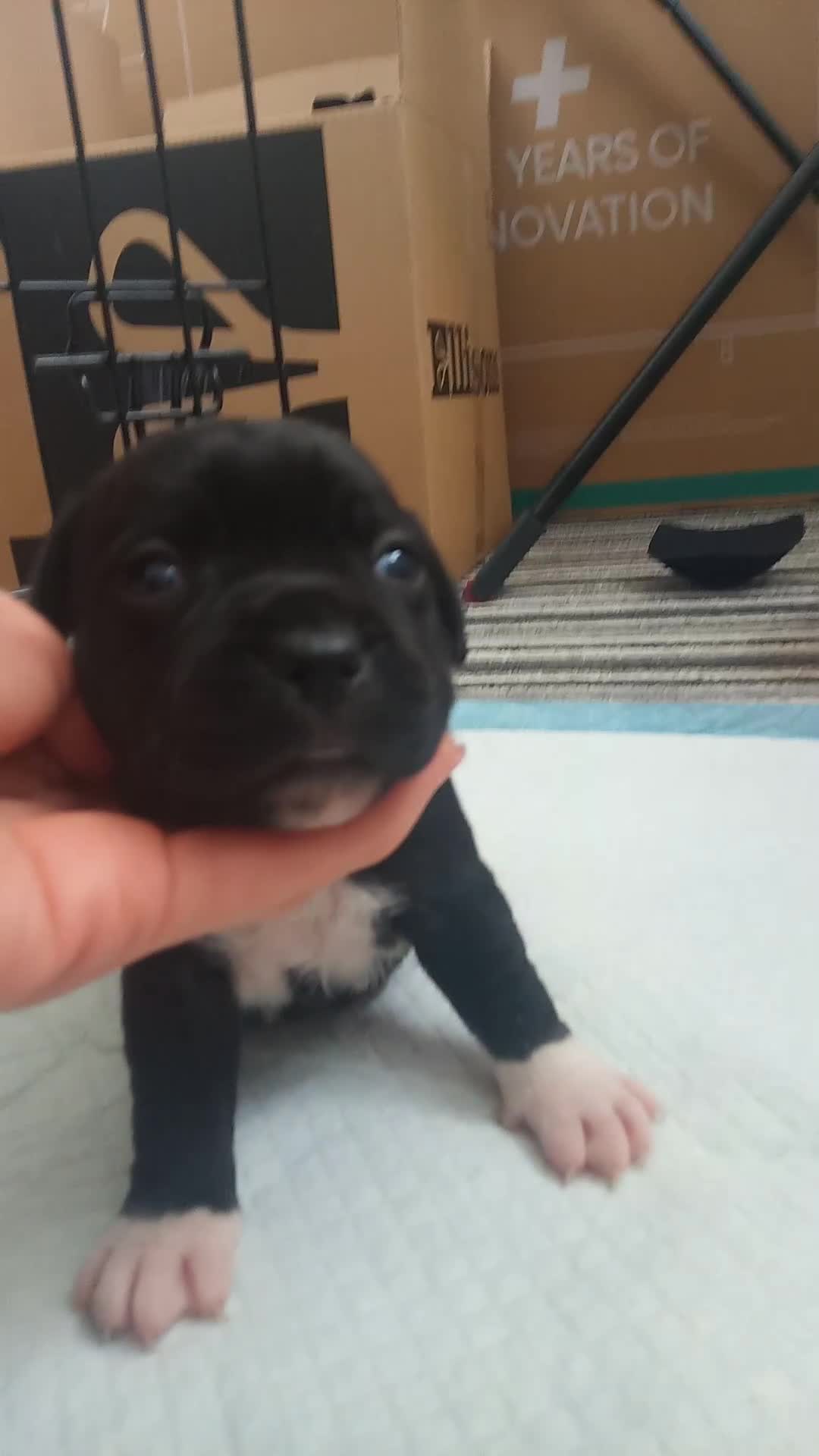 Staffordshire Bull Terrier dogs for sale: Champion lines Staffordshire Bull terrier puppies - Video 3