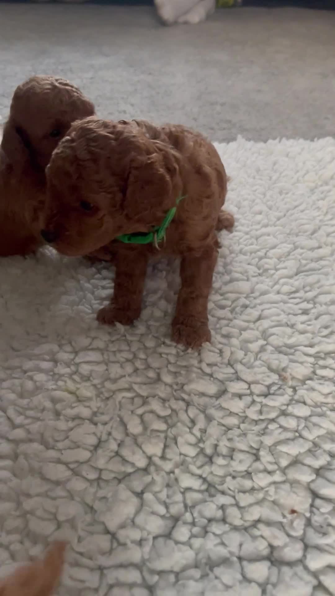 Toy Poodle dogs for sale: Kc registered toy poodle - Video 1