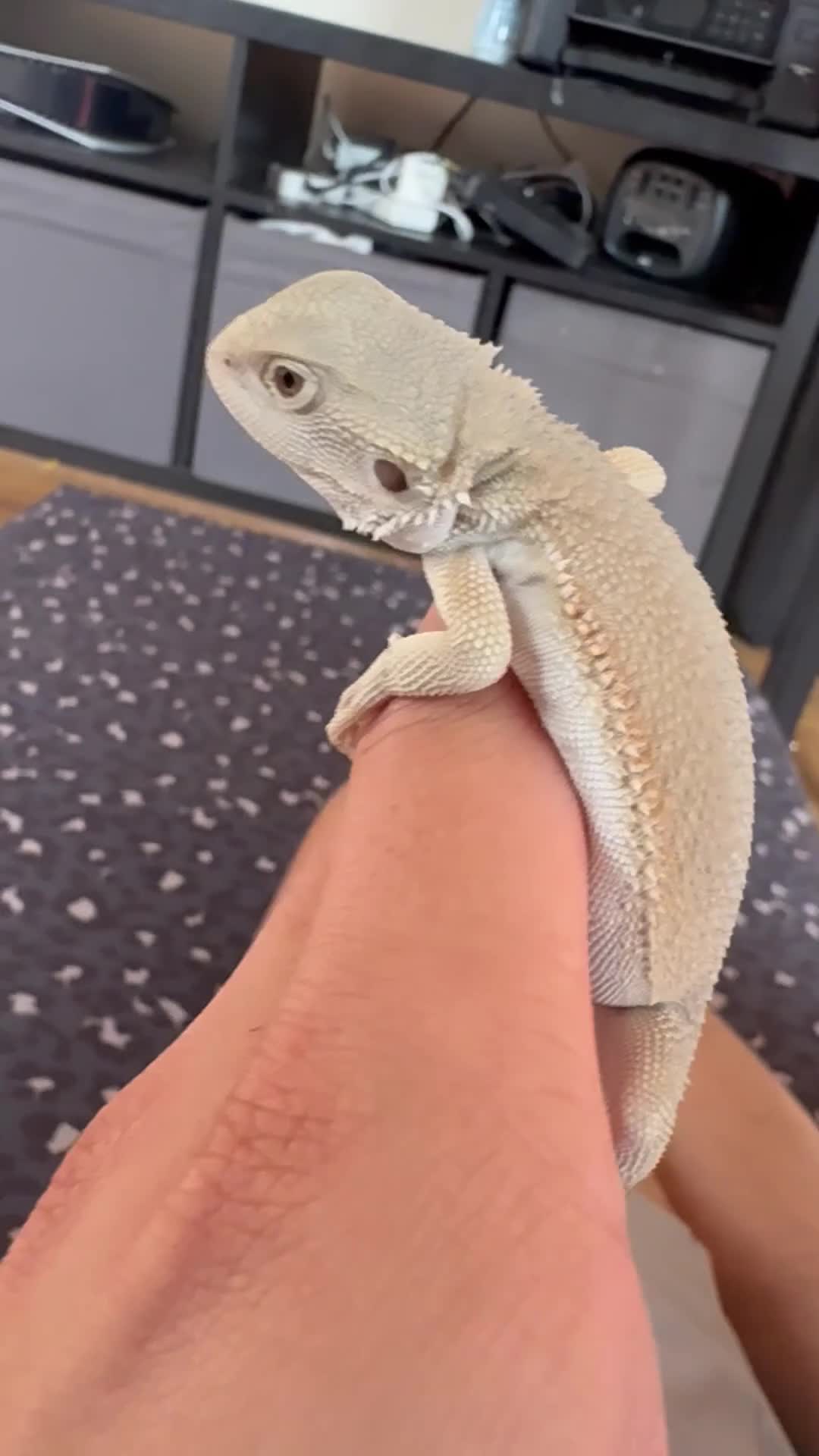 Bearded Dragon reptiles for sale: Red monster bearded dragon.  - Video 3