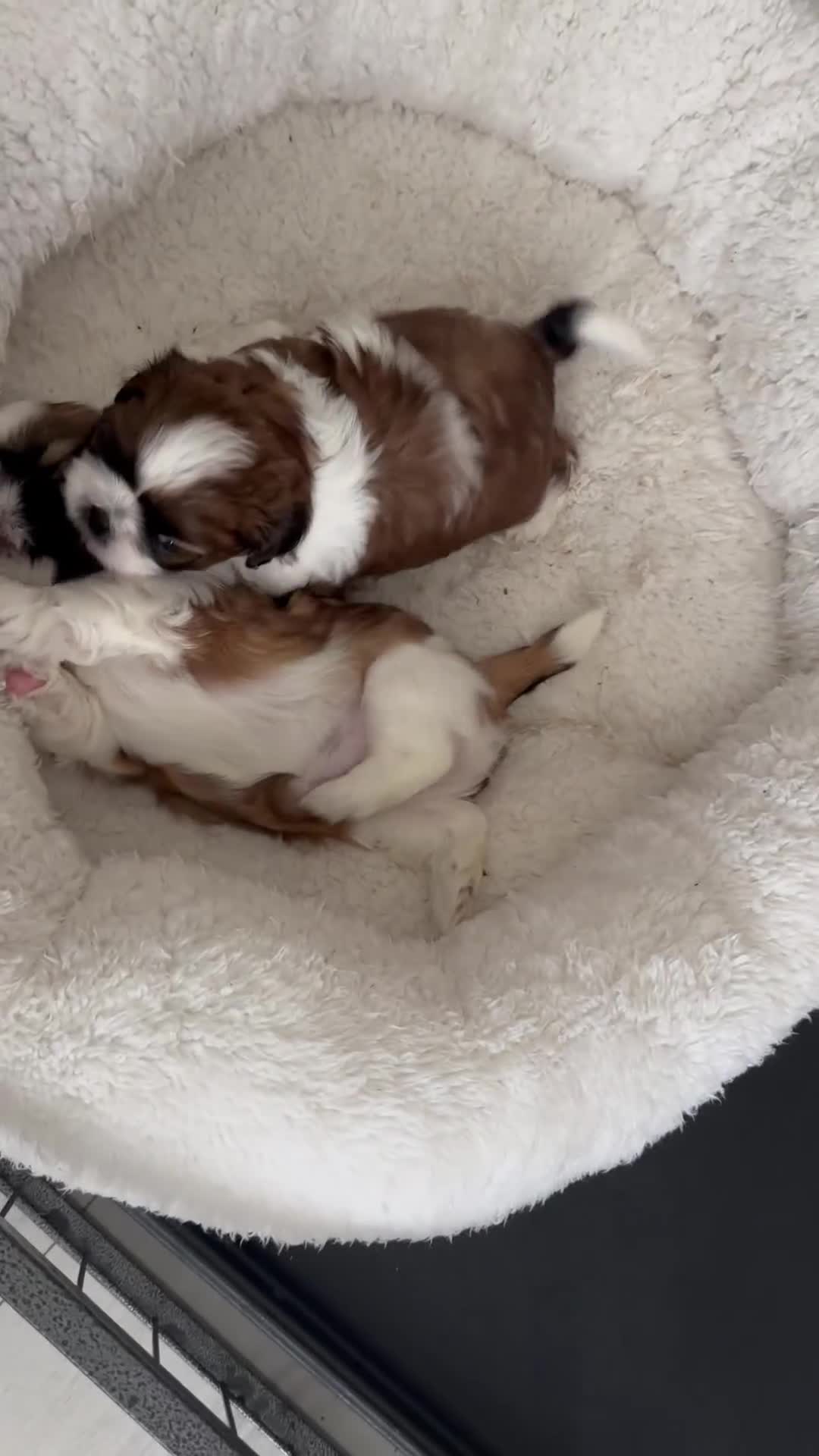 Shih Tzu dogs for sale: 🐾 Gorgeous Shih Tzu Puppies – 1 Boy & 1 Girl 🐾 - Video 2