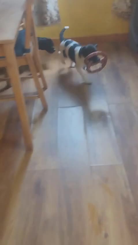 Springador dogs for sale: Beautiful springadors, 6 boys 2 girls.  - Video 3