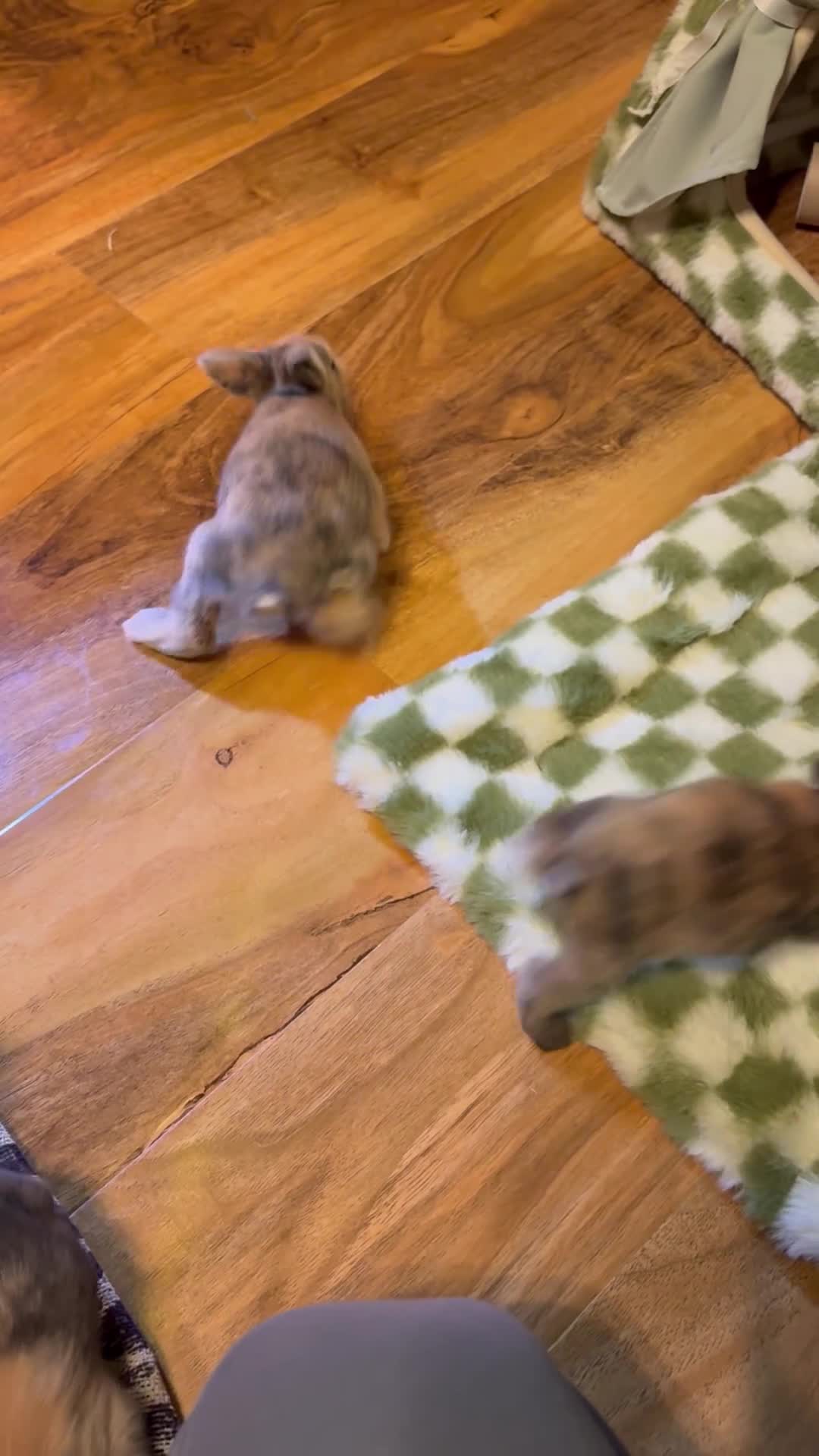 Belgian Hares rabbits for sale: 4 beautiful harlequin rabbits  - Video 3