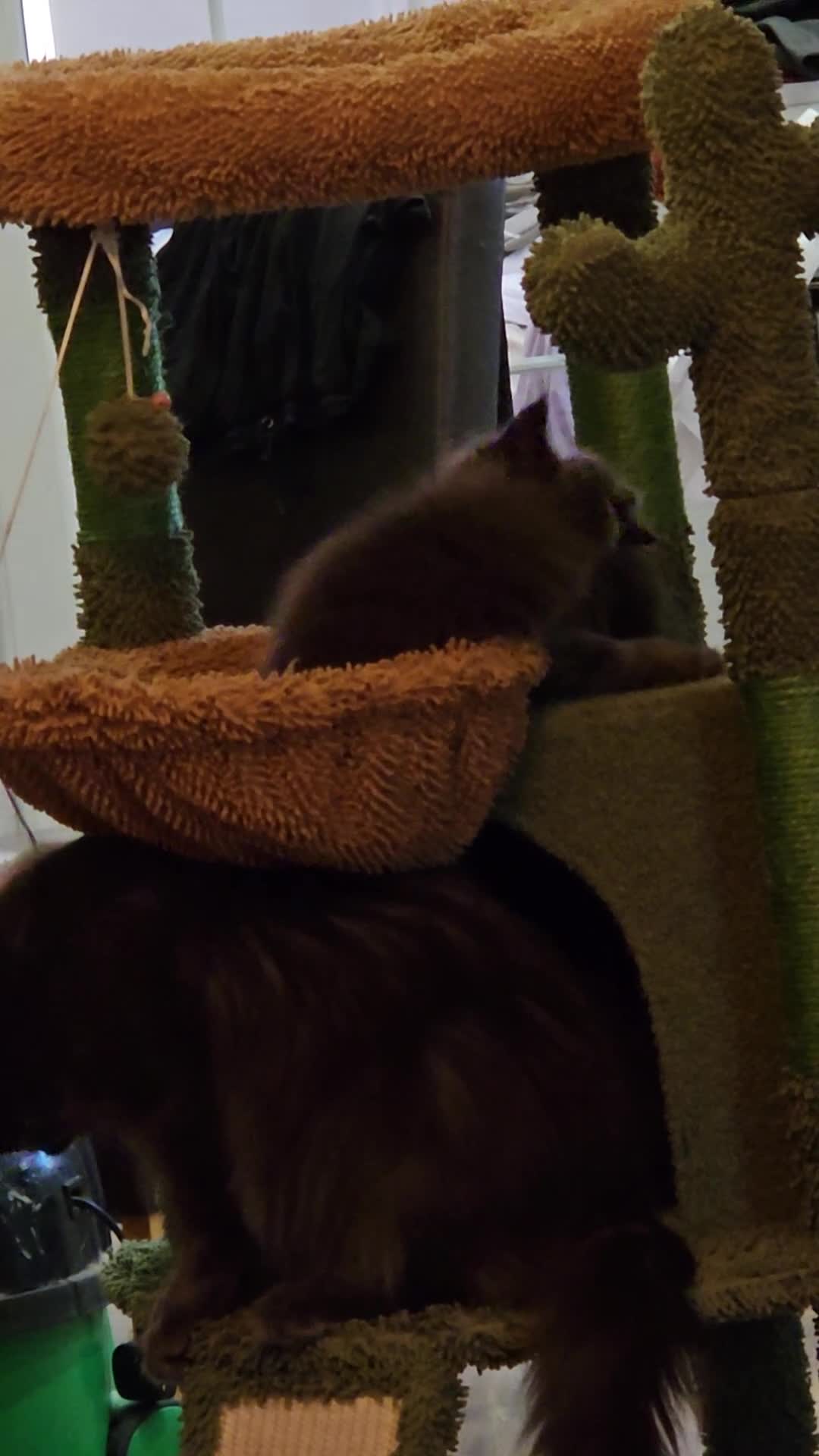 Maine Coon cats for sale: GCCF registered Blue  Maine coon litter  - Video 1