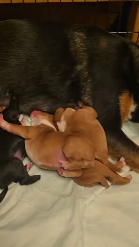 Mixed Breed dogs for sale: Border Kelpie x Cocker puppies - Video 1
