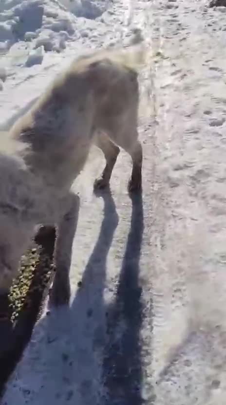 Mixed Breed dogs for adoption: RAFFI, a Gentle Giant Looking for His Loving Home - Video 3